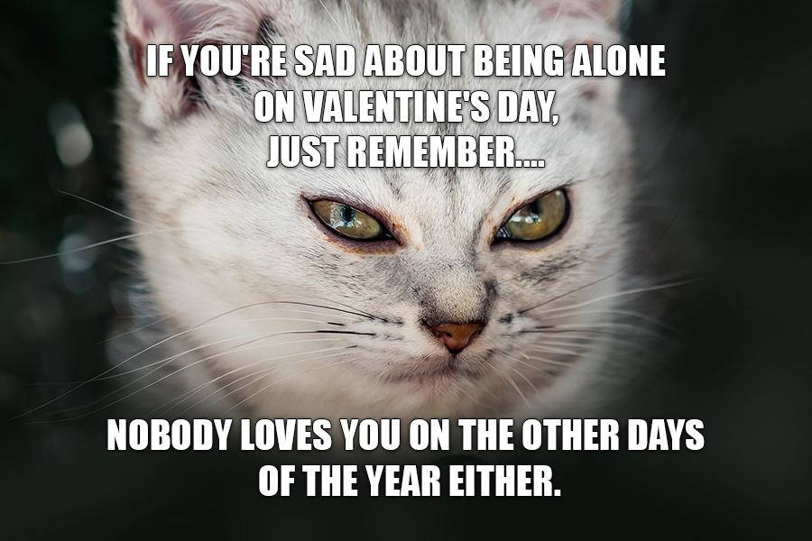 cat valentines day
