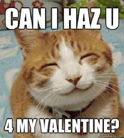 cat valentines day meme