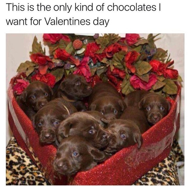 puppies on valentines day meme